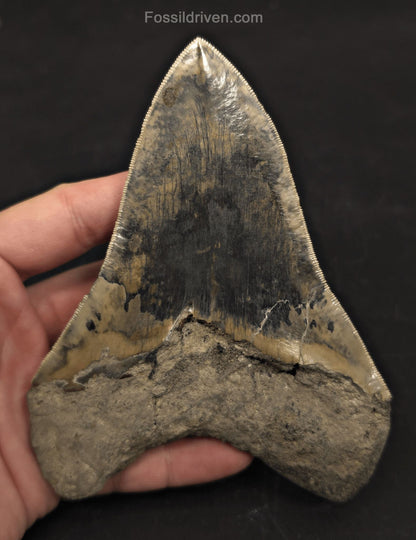 Repaired, 5.66" Fossil Megalodon Tooth - Java, Indonesia - Fossil Driven