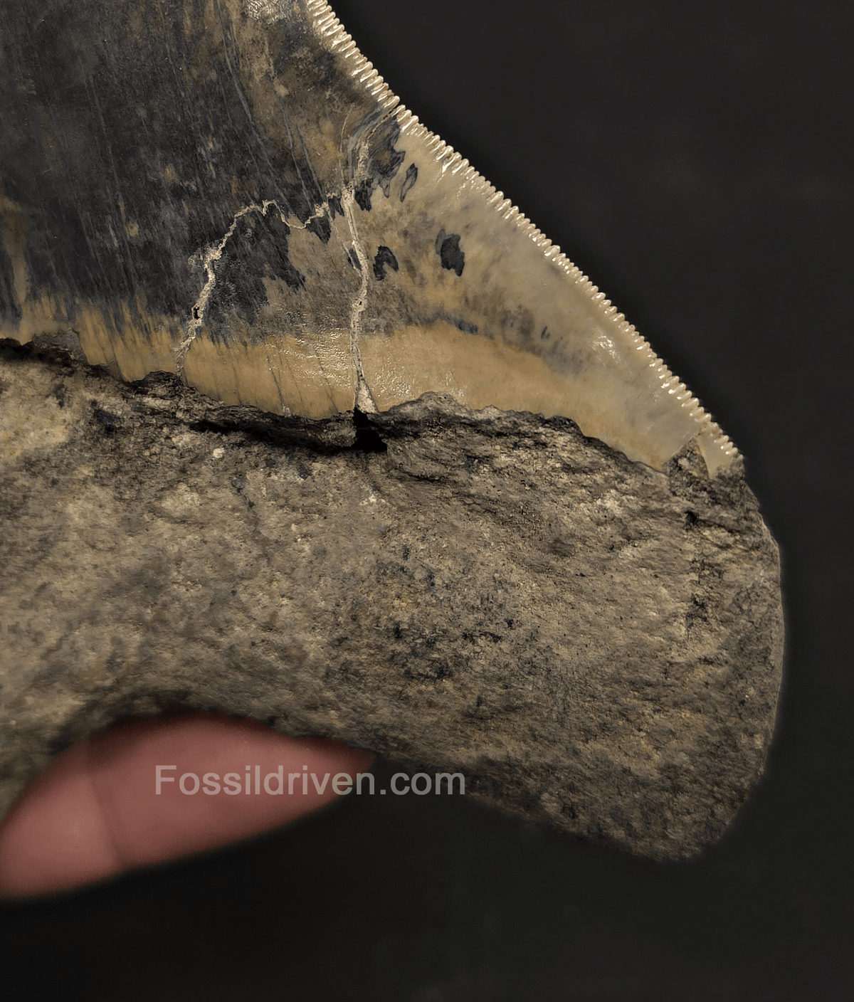 Repaired, 5.66" Megalodon Tooth - Java, Indonesia - Fossil Driven