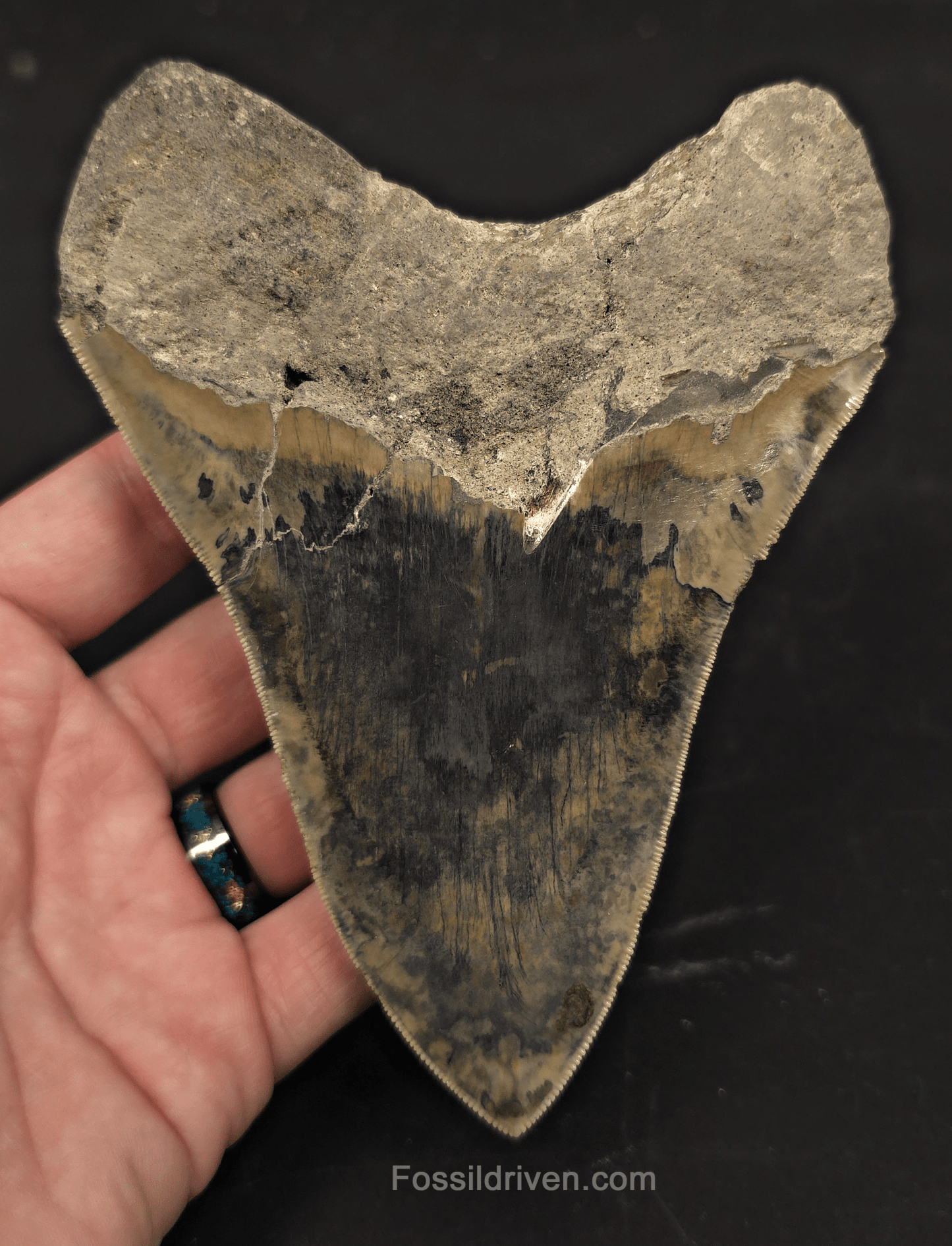 Repaired, 5.66" Megalodon Tooth - Java, Indonesia - Fossil Driven