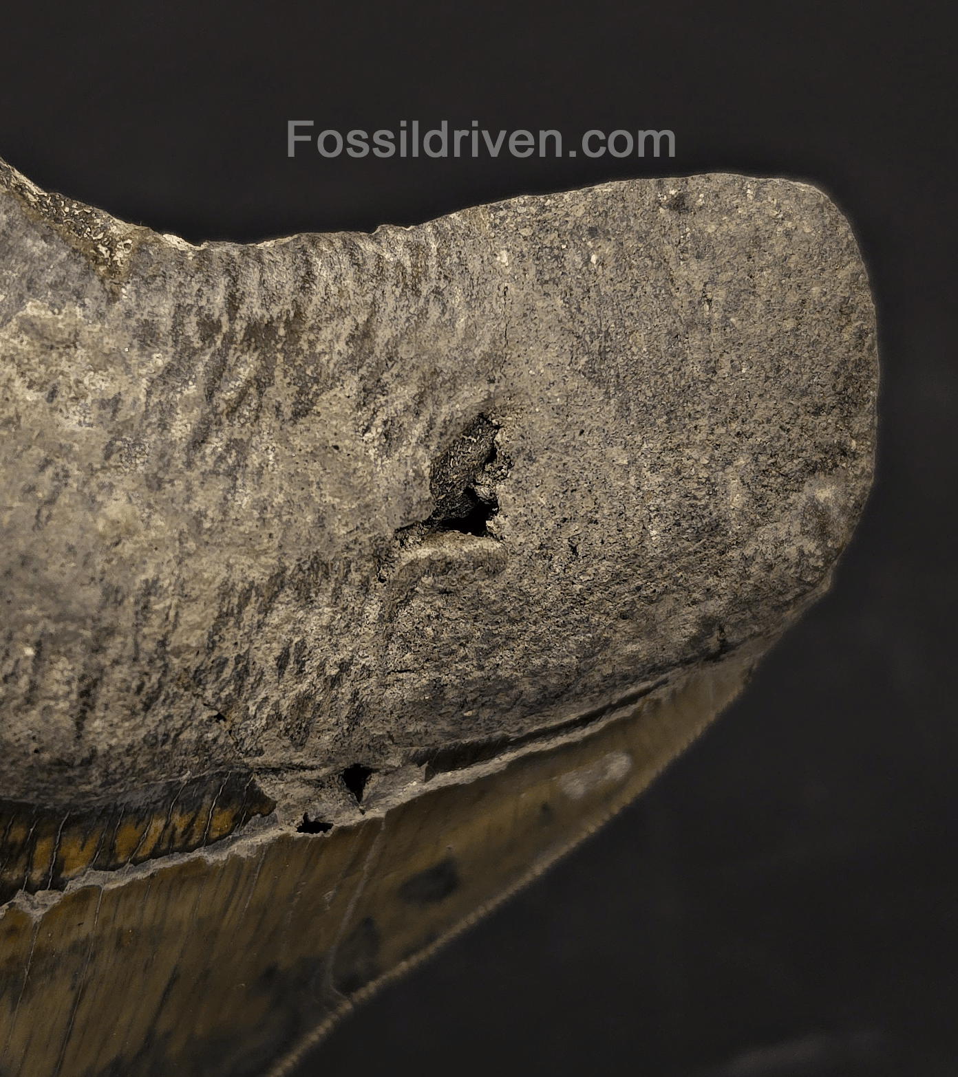Repaired, 5.66" Megalodon Tooth - Java, Indonesia - Fossil Driven