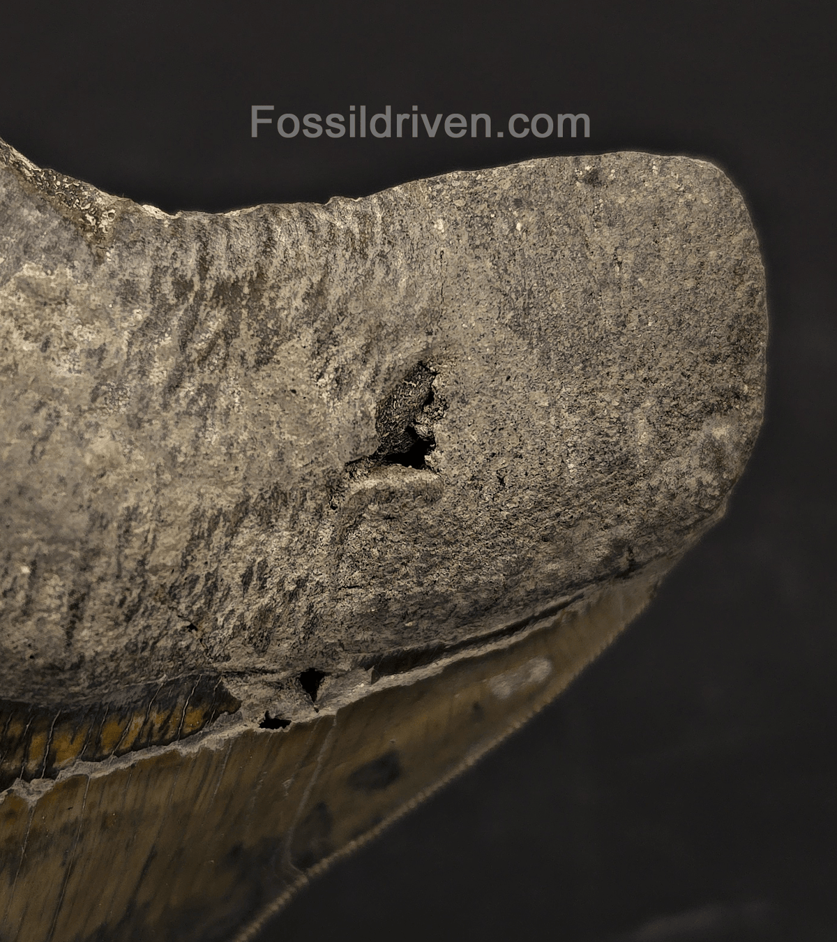 Repaired, 5.66" Megalodon Tooth - Java, Indonesia - Fossil Driven