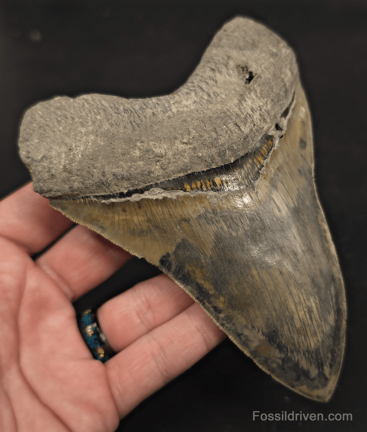 Repaired, 5.66" Megalodon Tooth - Java, Indonesia - Fossil Driven