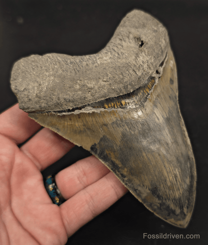 Repaired, 5.66" Megalodon Tooth - Java, Indonesia - Fossil Driven