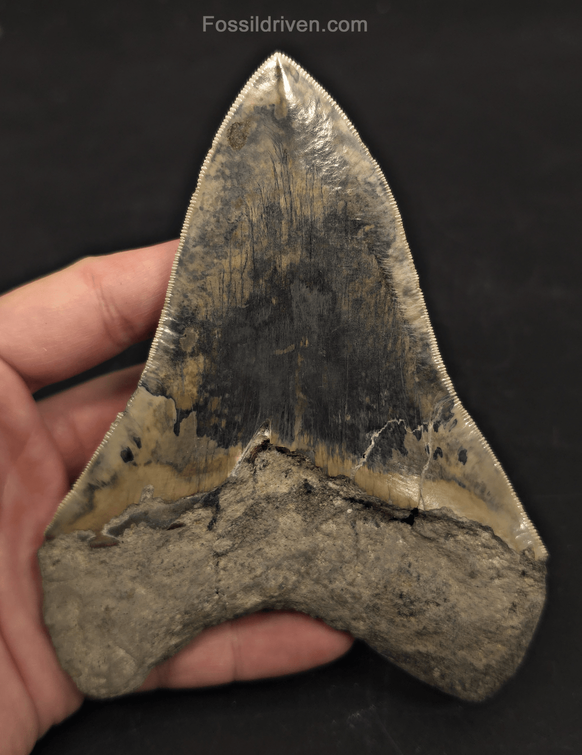 Repaired, 5.66" Megalodon Tooth - Java, Indonesia - Fossil Driven