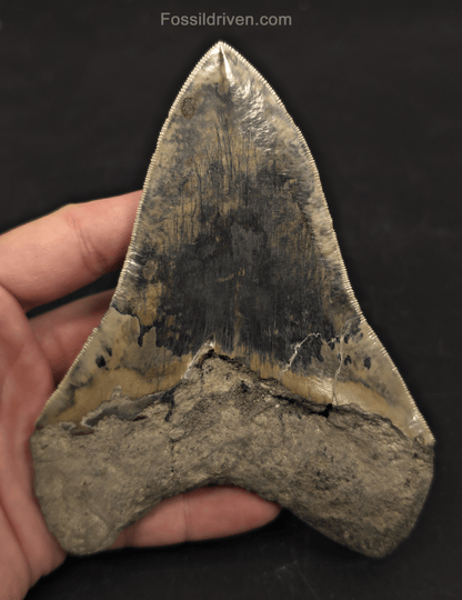 Repaired, 5.66" Megalodon Tooth - Java, Indonesia - Fossil Driven