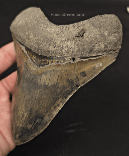 Repaired, 5.66" Megalodon Tooth - Java, Indonesia - Fossil Driven