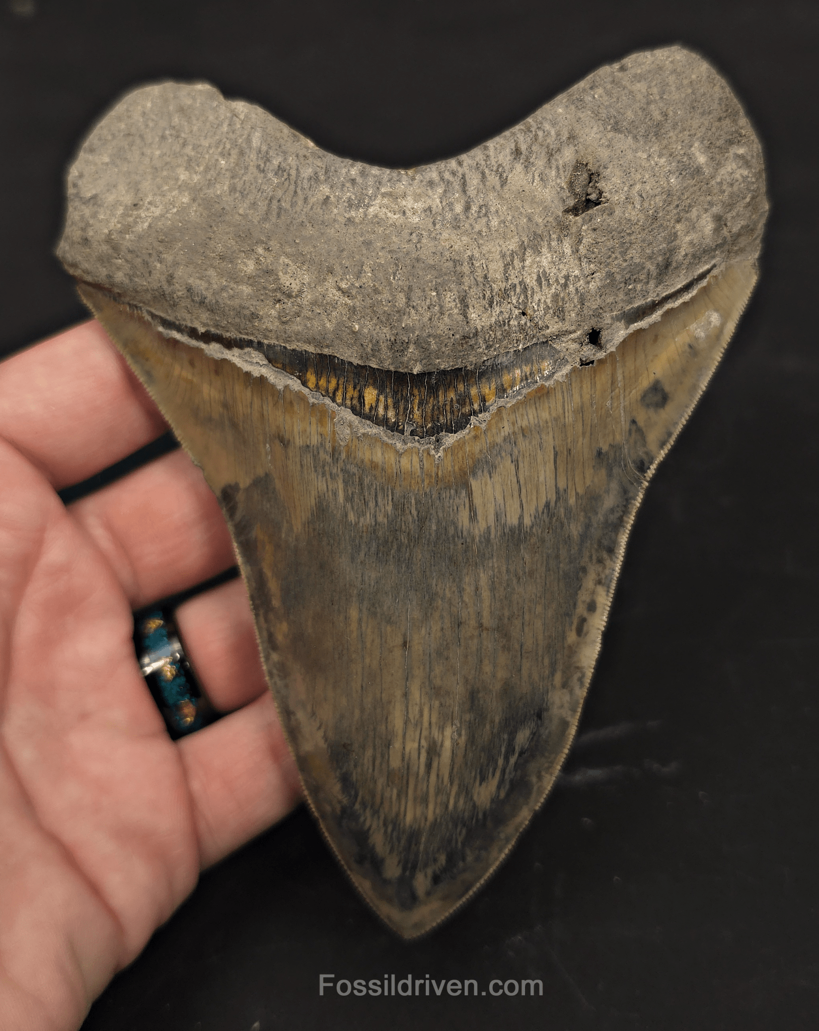 Repaired, 5.66" Megalodon Tooth - Java, Indonesia - Fossil Driven