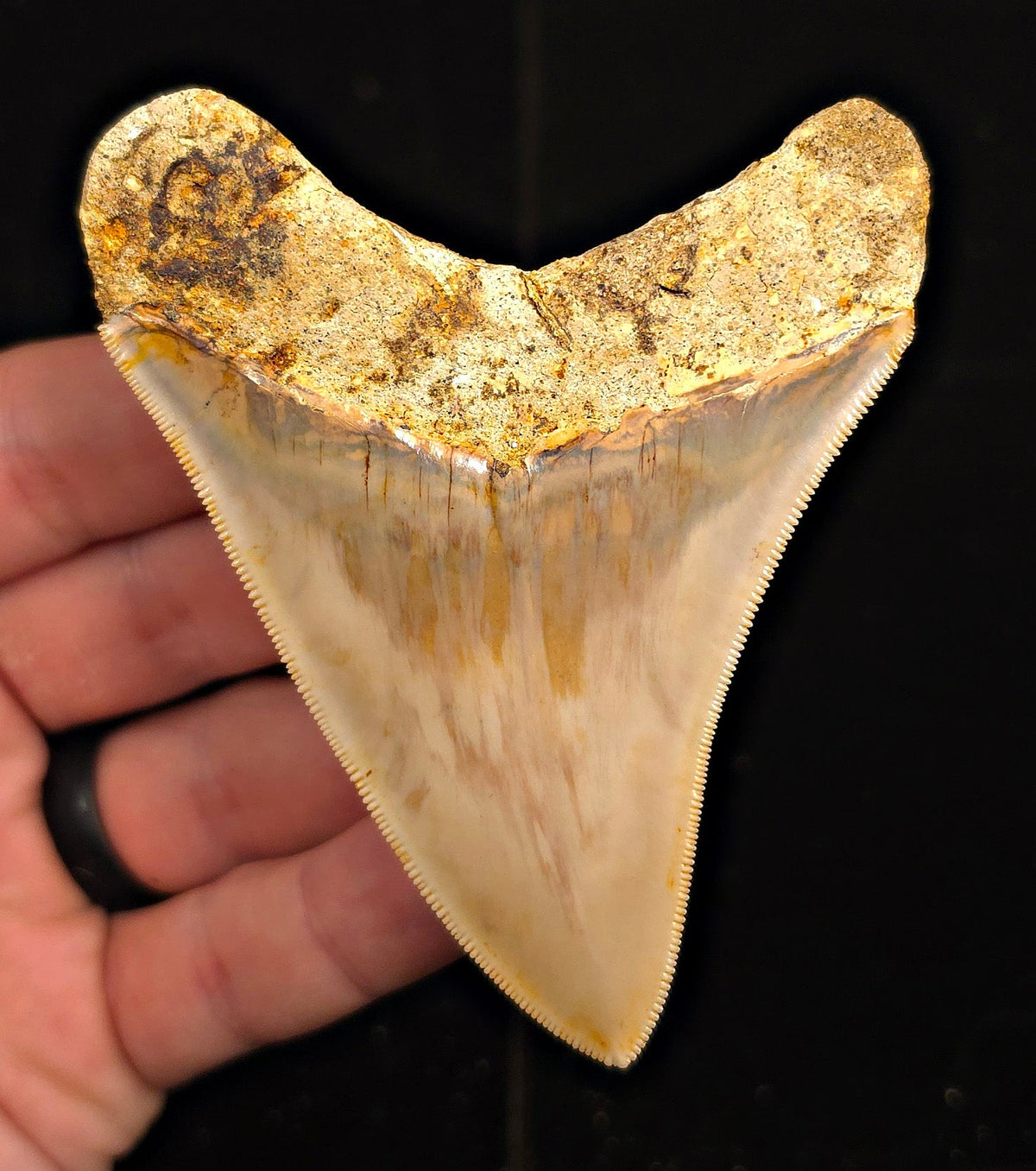 Restored, 3.67" Fossil Megalodon Tooth - Java, Indonesia - Fossil Driven