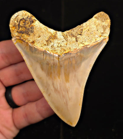 Restored, 3.67" Fossil Megalodon Tooth - Java, Indonesia - Fossil Driven