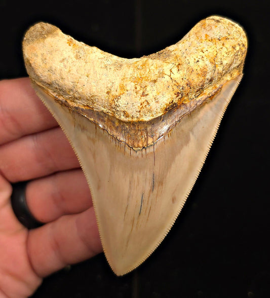 Restored, 3.67" Fossil Megalodon Tooth - Java, Indonesia - Fossil Driven