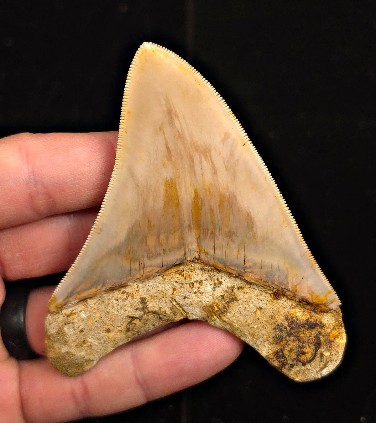 Restored, 3.67" Fossil Megalodon Tooth - Java, Indonesia - Fossil Driven