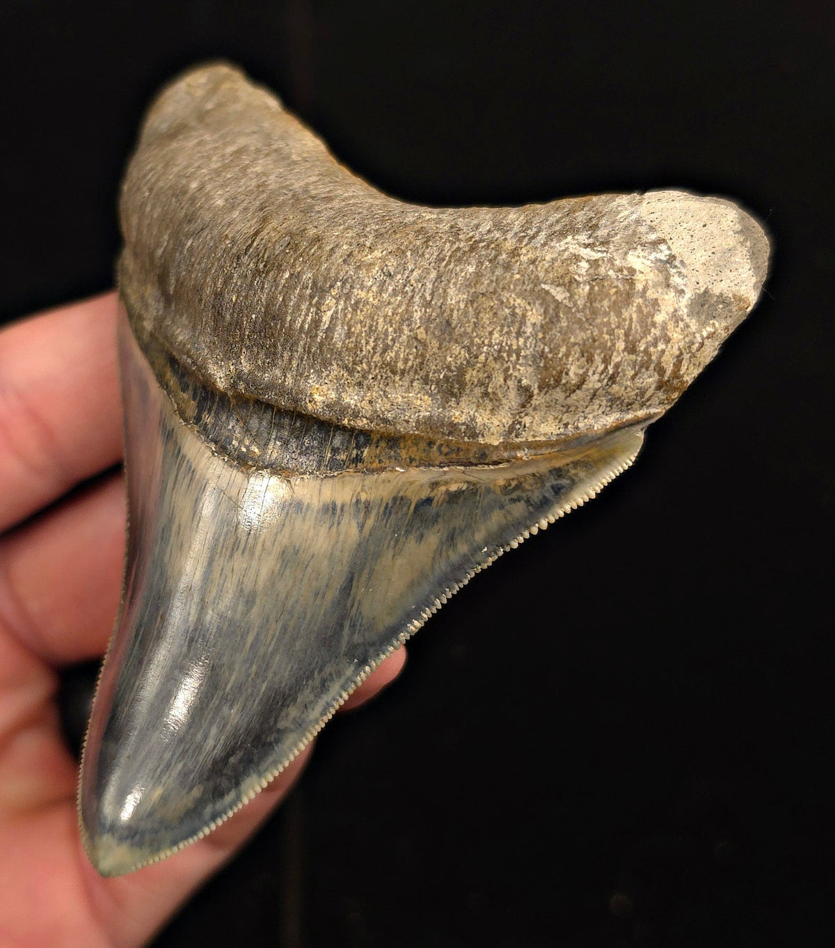 Restored, 3.74" Fossil Megalodon Tooth - Java, Indonesia - Fossil Driven
