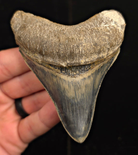 Restored, 3.74" Fossil Megalodon Tooth - Java, Indonesia - Fossil Driven