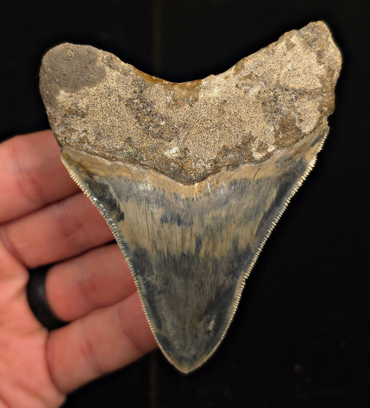 Restored, 3.74" Fossil Megalodon Tooth - Java, Indonesia - Fossil Driven