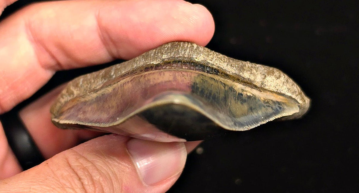 Restored, 3.74" Fossil Megalodon Tooth - Java, Indonesia - Fossil Driven