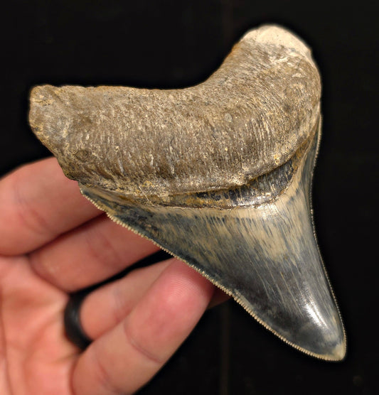 Restored, 3.74" Fossil Megalodon Tooth - Java, Indonesia - Fossil Driven