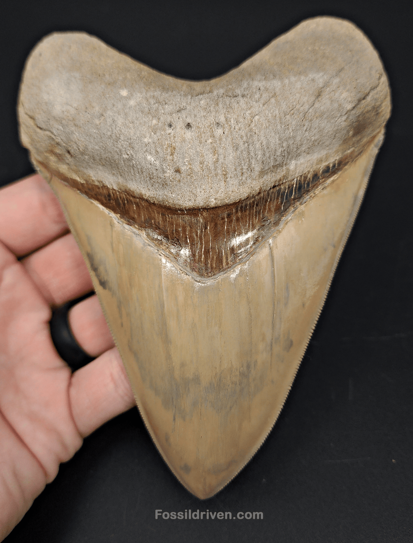 Restored, 5.66" Fossil Megalodon Tooth - Lee Creek - Fossil Driven