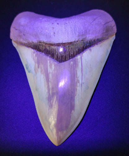 Restored, 5.66" Fossil Megalodon Tooth - Lee Creek - Fossil Driven