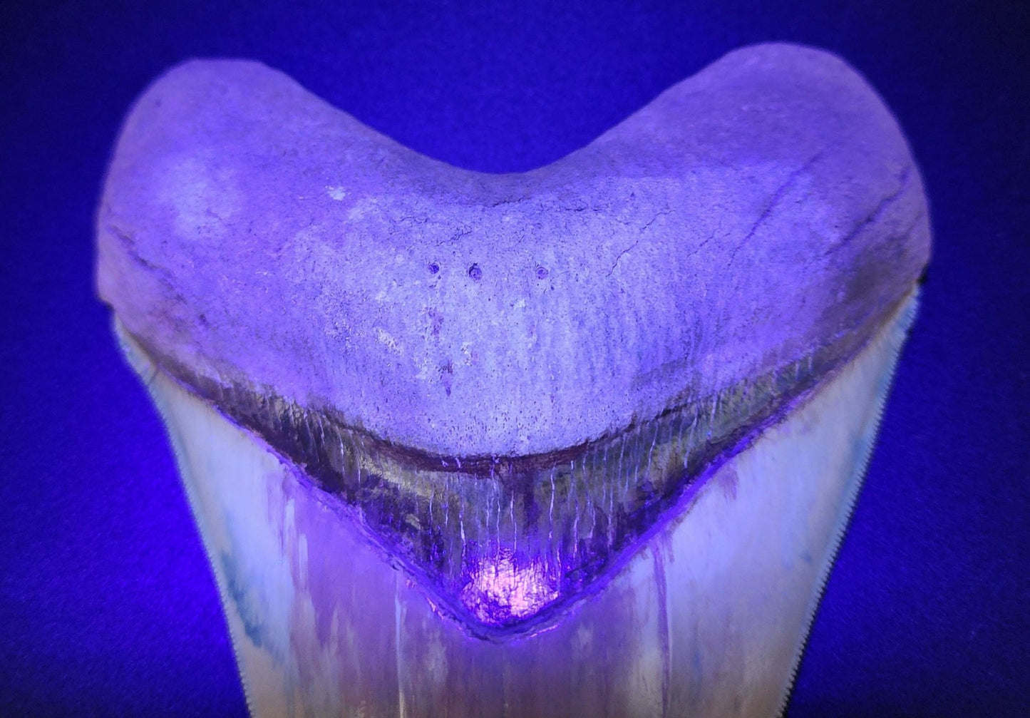 Restored, 5.66" Fossil Megalodon Tooth - Lee Creek - Fossil Driven