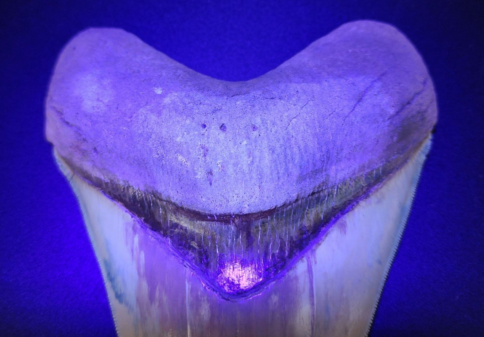 Restored, 5.66" Fossil Megalodon Tooth - Lee Creek - Fossil Driven