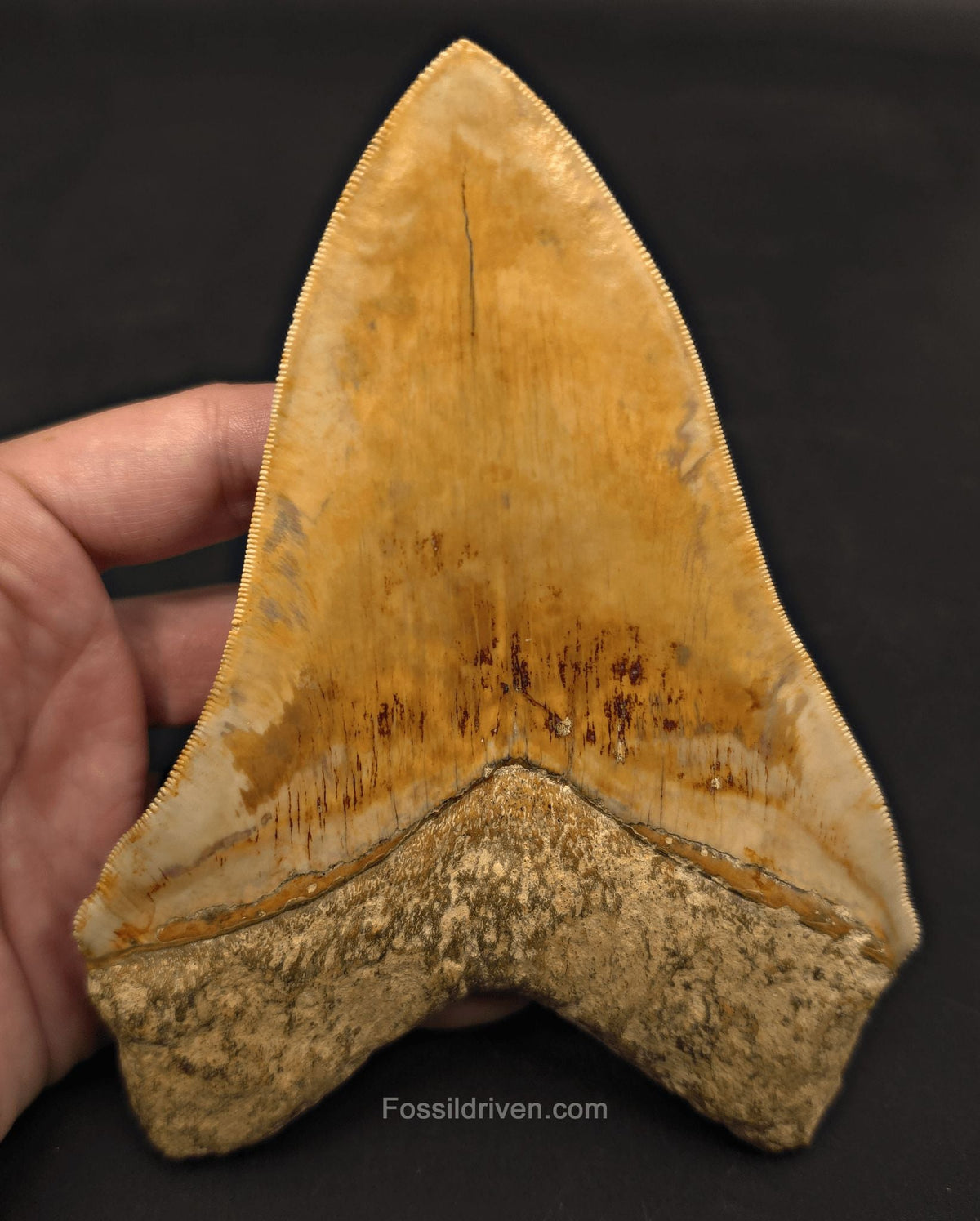 Restored 6.12" Fossil Megalodon Tooth - Java, Indonesia - Fossil Driven