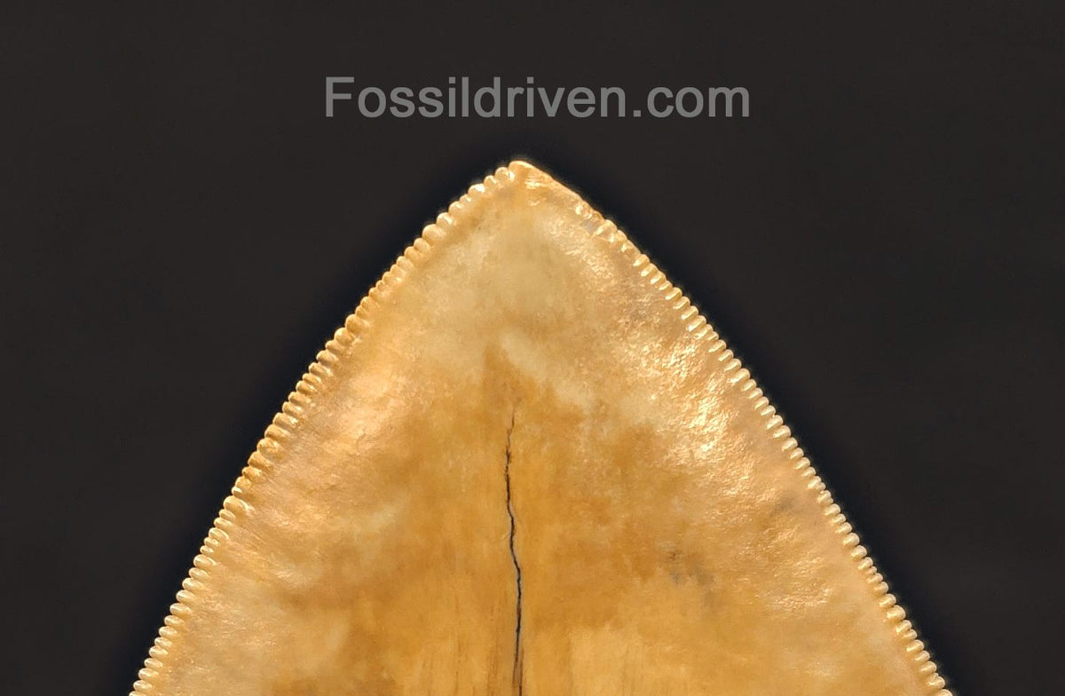 Restored 6.12" Fossil Megalodon Tooth - Java, Indonesia - Fossil Driven