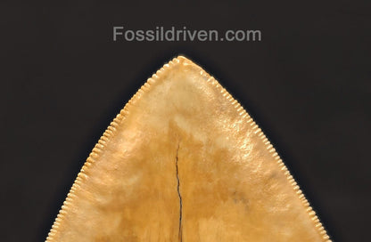 Restored 6.12" Fossil Megalodon Tooth - Java, Indonesia - Fossil Driven