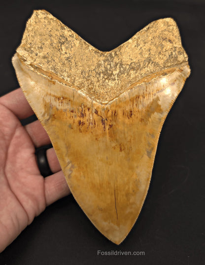 Restored 6.12" Fossil Megalodon Tooth - Java, Indonesia - Fossil Driven