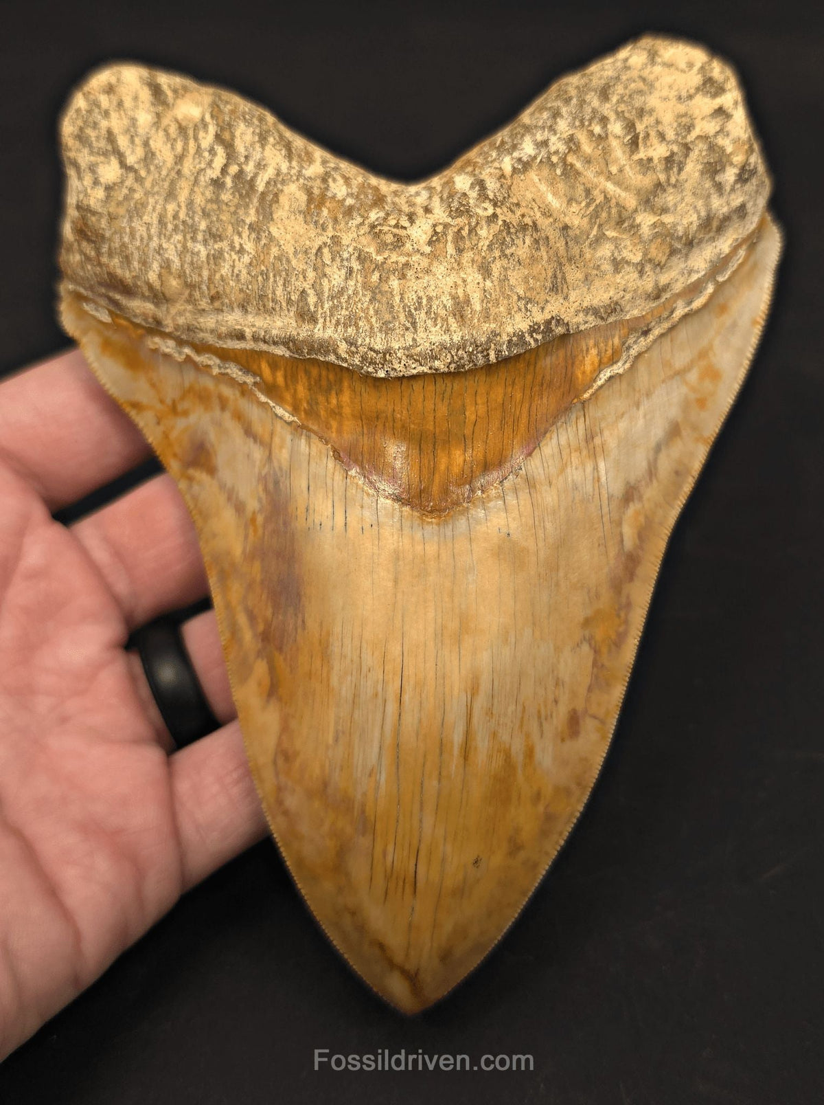 Restored 6.12" Fossil Megalodon Tooth - Java, Indonesia - Fossil Driven