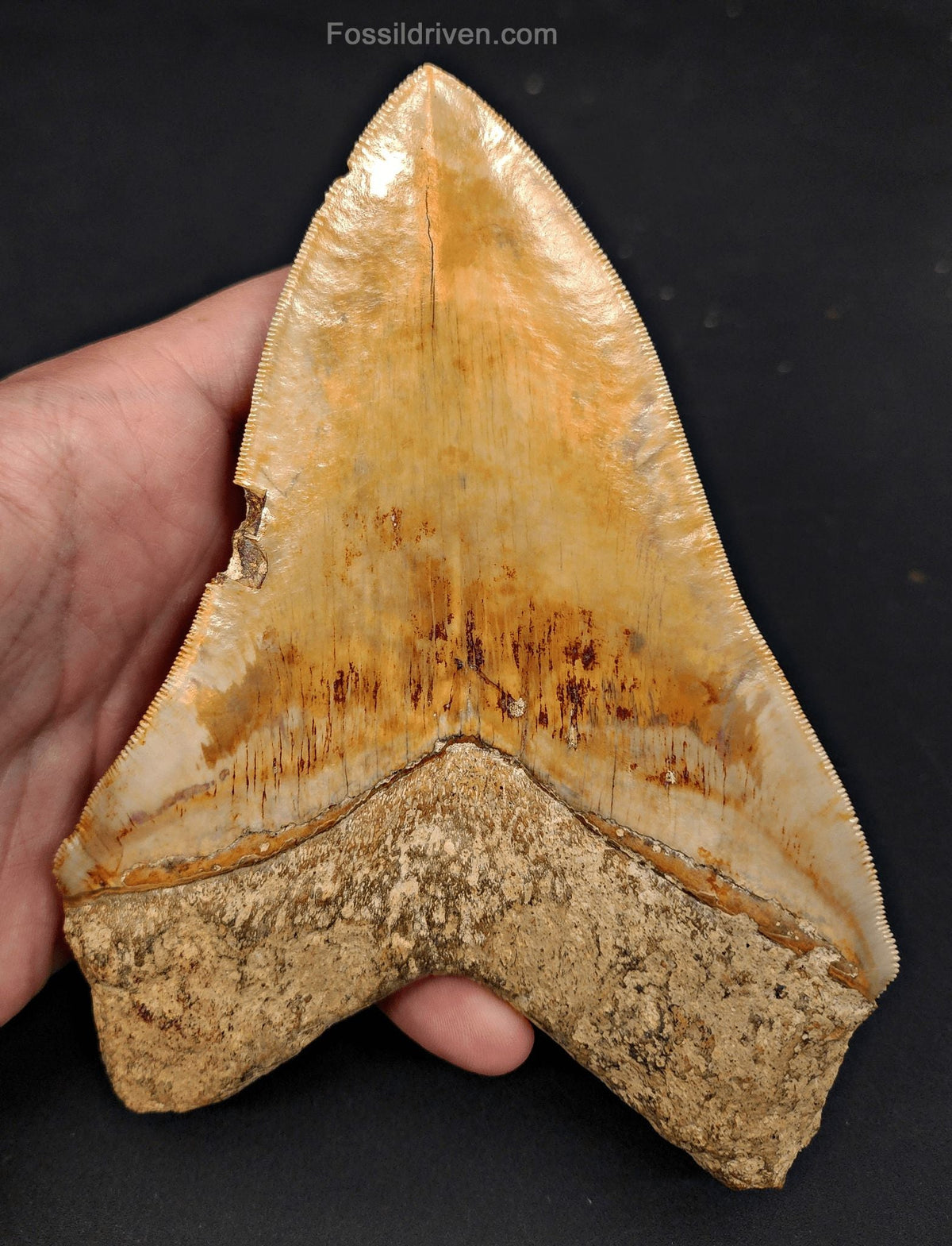 Restored 6.12" Fossil Megalodon Tooth - Java, Indonesia - Fossil Driven