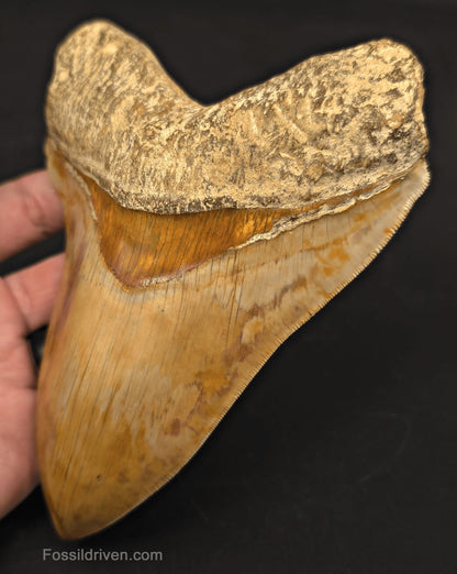 Restored 6.12" Fossil Megalodon Tooth - Java, Indonesia - Fossil Driven