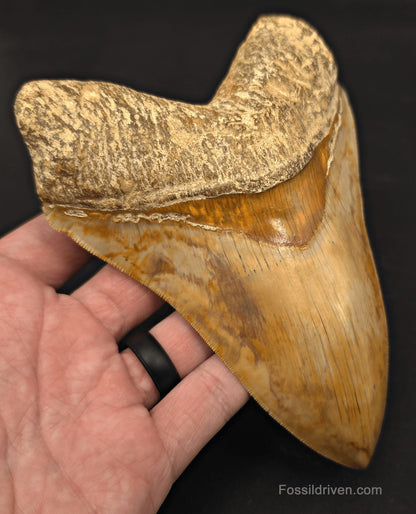 Restored 6.12" Fossil Megalodon Tooth - Java, Indonesia - Fossil Driven