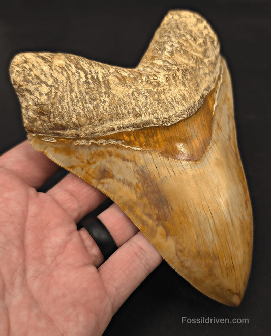 Restored 6.12" Fossil Megalodon Tooth - Java, Indonesia - Fossil Driven