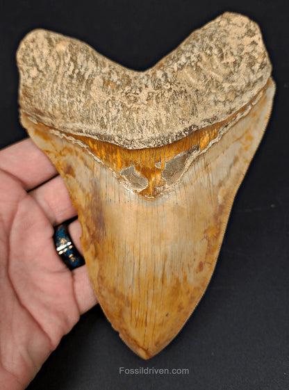 Restored 6.12" Fossil Megalodon Tooth - Java, Indonesia - Fossil Driven