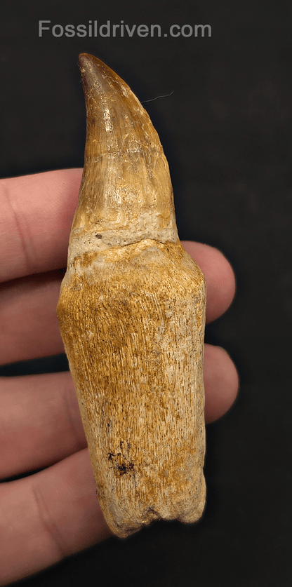 Rooted 3.22" Fossil Mosasaur Tooth - Morocco - Fossil Driven