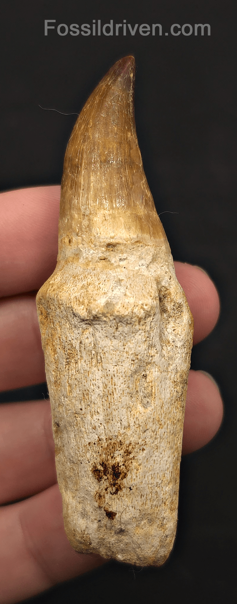 Rooted 3.22" Fossil Mosasaur Tooth - Morocco - Fossil Driven