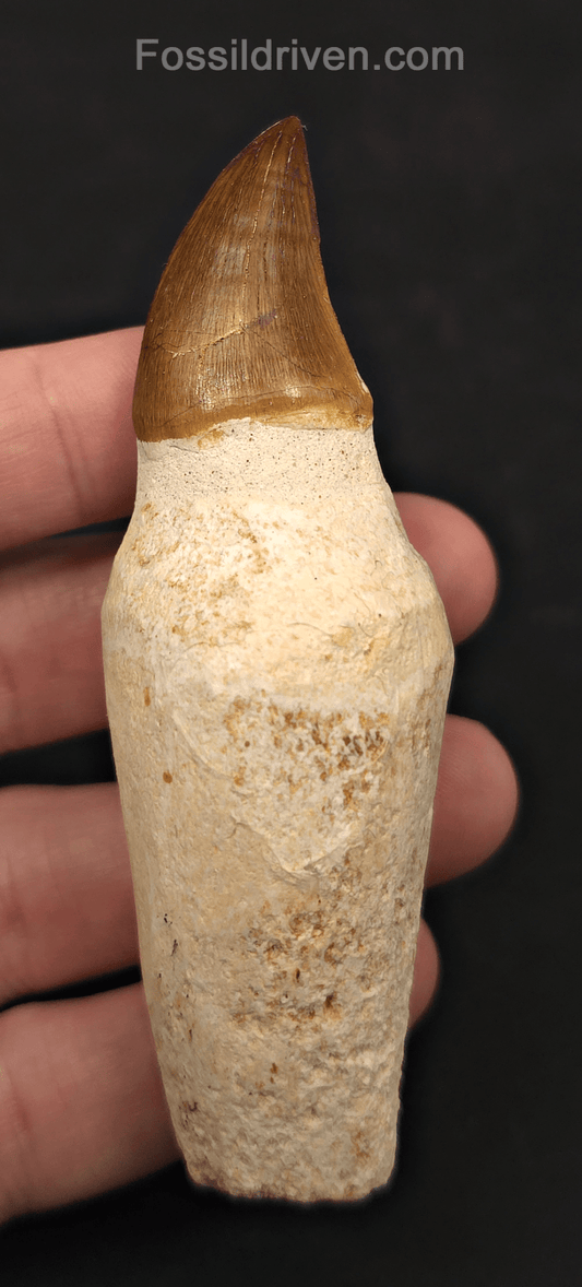 Rooted 3.70" Fossil Mosasaur Tooth - Morocco - Fossil Driven