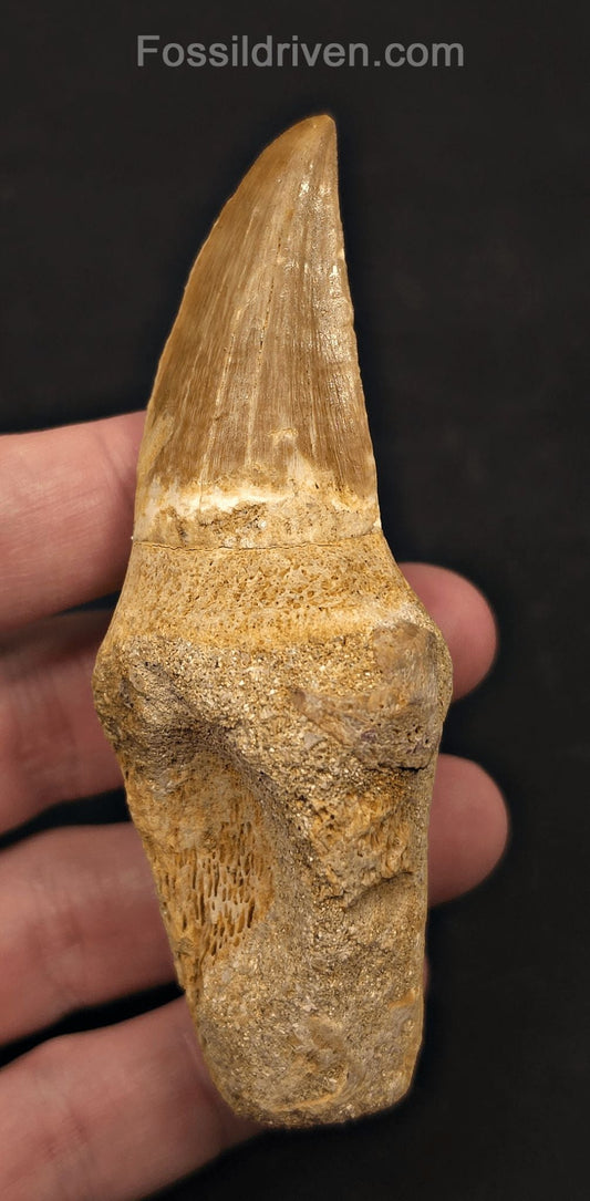 Rooted 3.78" Fossil Mosasaur Tooth - Morocco - Fossil Driven