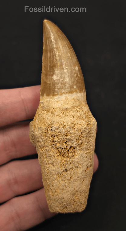 Rooted 3.78" Fossil Mosasaur Tooth - Morocco - Fossil Driven