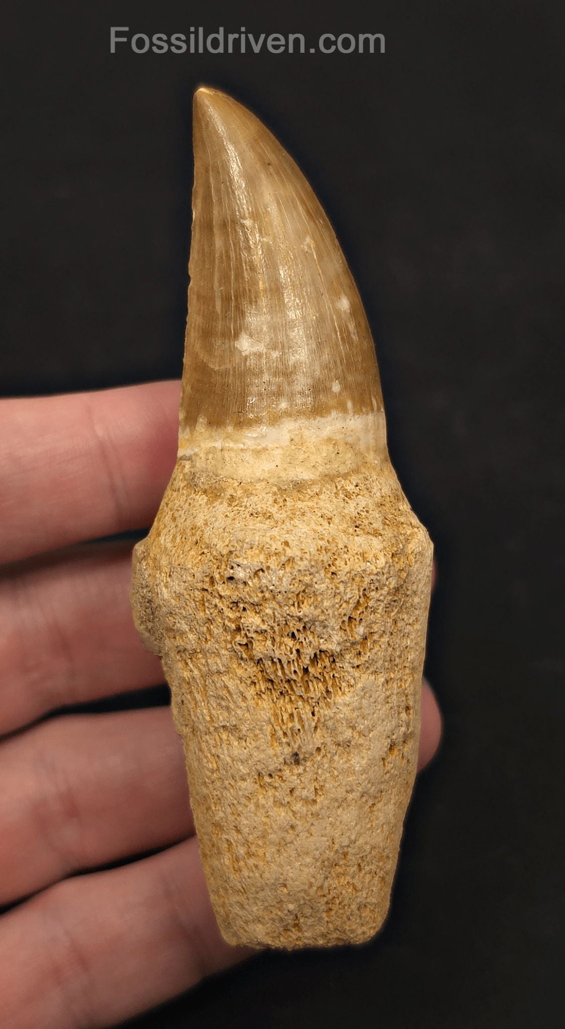 Rooted 3.78" Fossil Mosasaur Tooth - Morocco - Fossil Driven