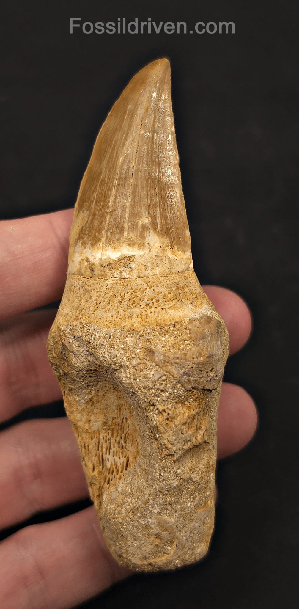 Rooted 3.78" Fossil Mosasaur Tooth - Morocco - Fossil Driven
