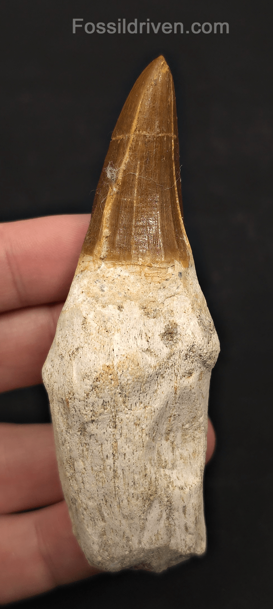 Rooted 3.82" Fossil Mosasaur Tooth - Morocco - Fossil Driven