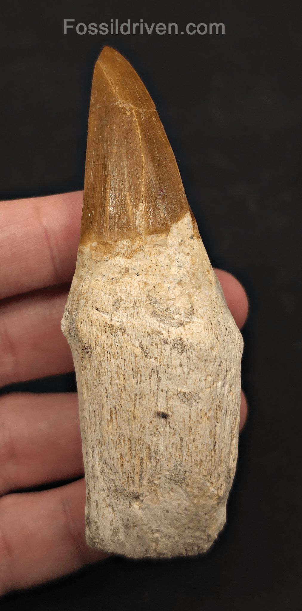 Rooted 3.82" Fossil Mosasaur Tooth - Morocco - Fossil Driven