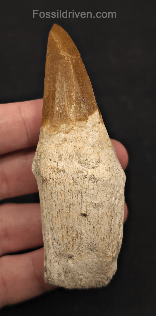 Rooted 3.82" Fossil Mosasaur Tooth - Morocco - Fossil Driven