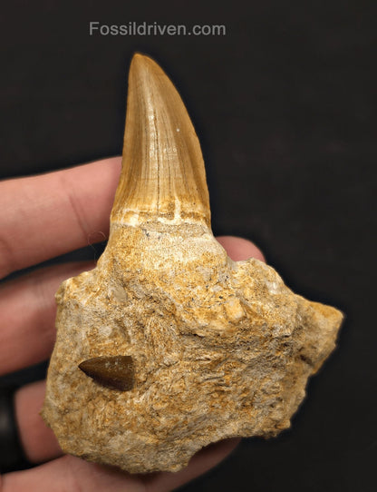 Rooted in Jaw Bone 3.48" Fossil Mosasaur Tooth - Morocco - Fossil Driven