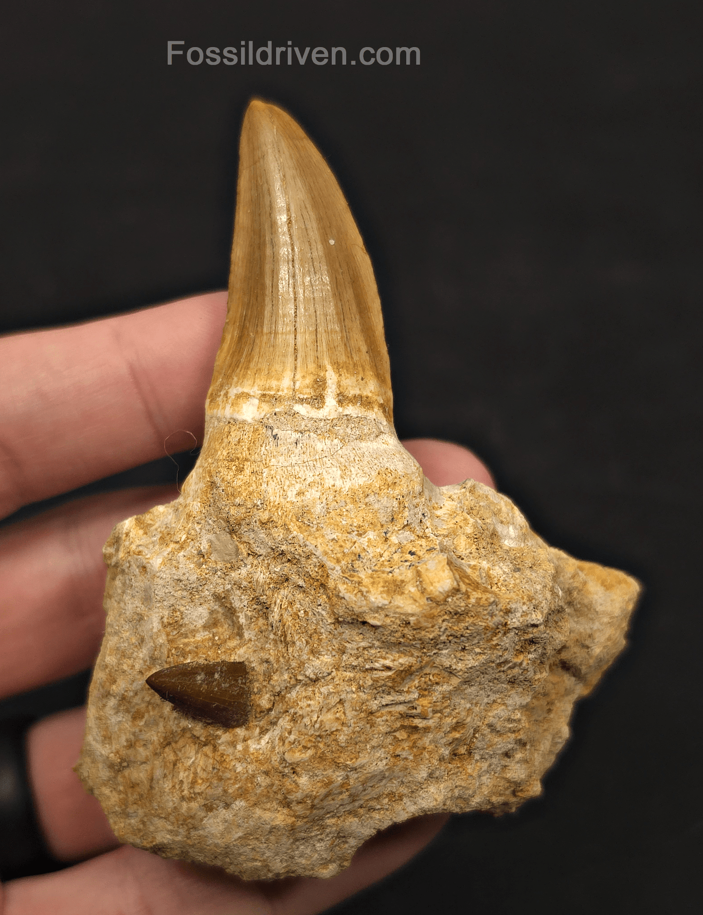 Rooted in Jaw Bone 3.48" Fossil Mosasaur Tooth - Morocco - Fossil Driven