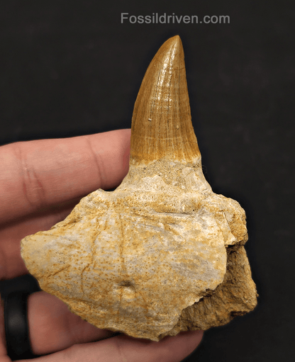 Rooted in Jaw Bone 3.48" Fossil Mosasaur Tooth - Morocco - Fossil Driven