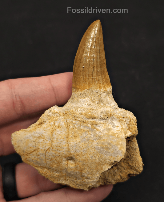Rooted in Jaw Bone 3.48" Fossil Mosasaur Tooth - Morocco - Fossil Driven