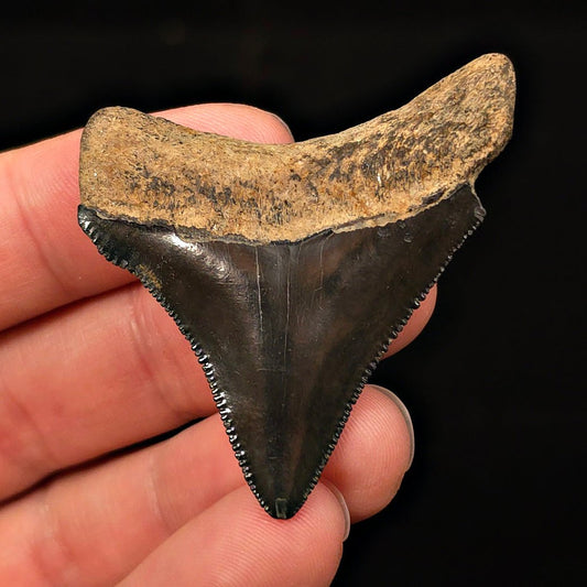 Serrated, 2.07" Fossil Megalodon Tooth - Georgia - Fossil Driven