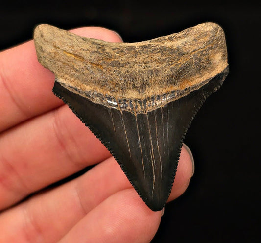 Serrated, 2.07" Fossil Megalodon Tooth - Georgia - Fossil Driven
